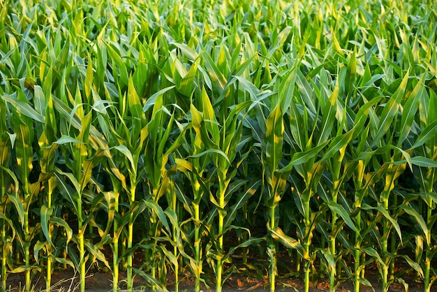 Corn field Photo | Free Download