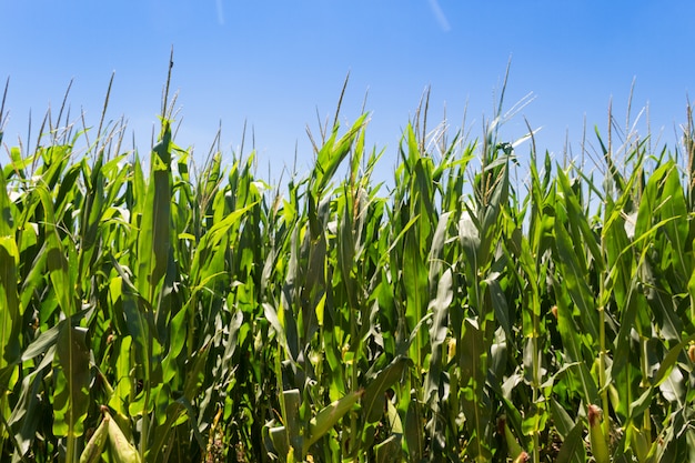 Premium Photo | Corn plantation in the summer of the argentine countryside