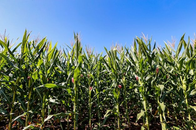 Premium Photo | Corn plantation with blue sky