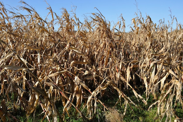 Premium Photo | Cornfields lying down by the storm