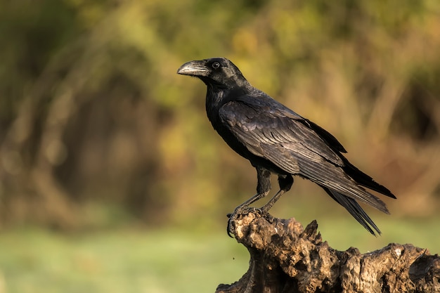 Corvos Corax Raven Photo Premium Download
