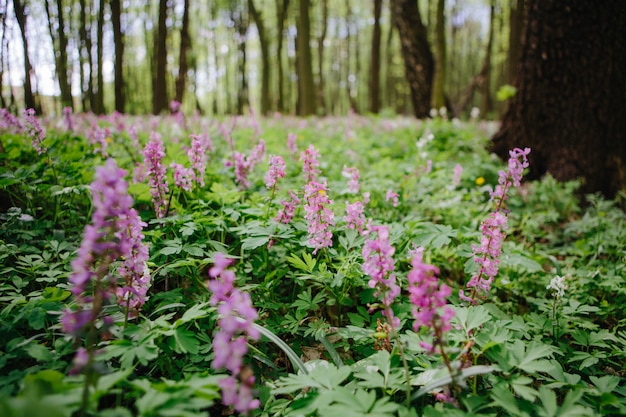 Premium Photo Corydalis Cava Early Spring Wild Forest Flowers In Bloom White Violet Purple Flowering Ground Beautiful Small Plants With Green Leaves