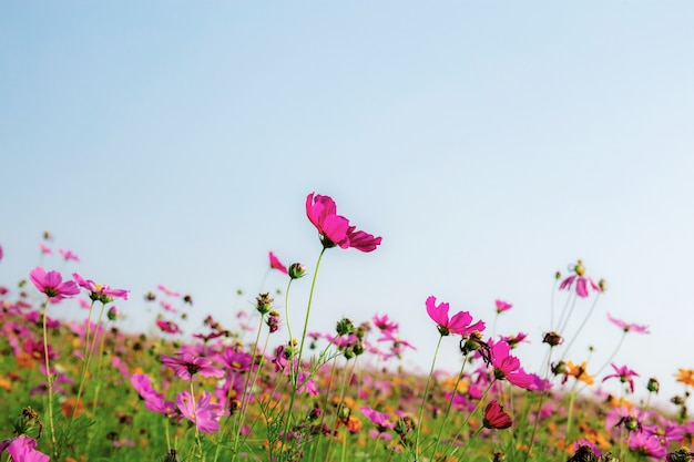 Premium Photo | Cosmos on field at blue sky.