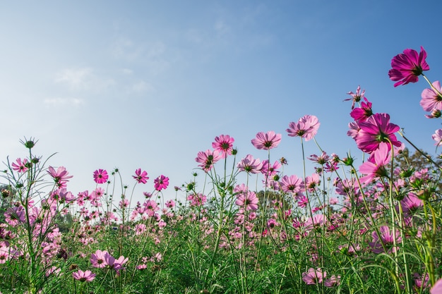 Premium Photo | Cosmos flower close-backlit.