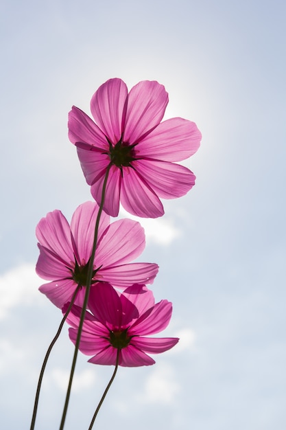 使用背景のコスモスの花 コスモスbipinnatus プレミアム写真