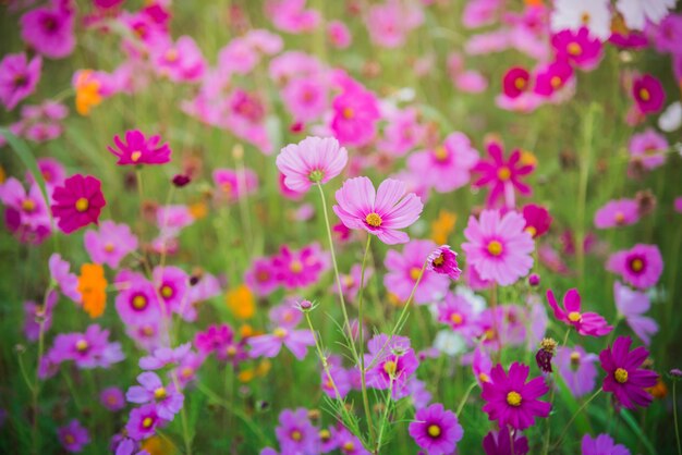 Premium Photo | Cosmos flower of grassland