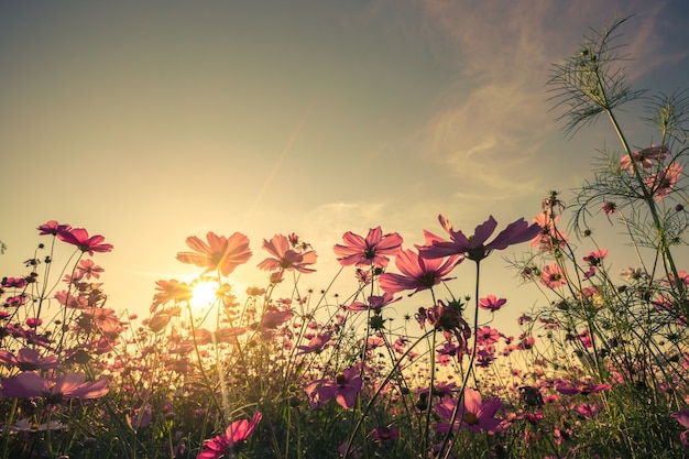 Premium Photo | Cosmos flower and sunset with with vintage toned effect.