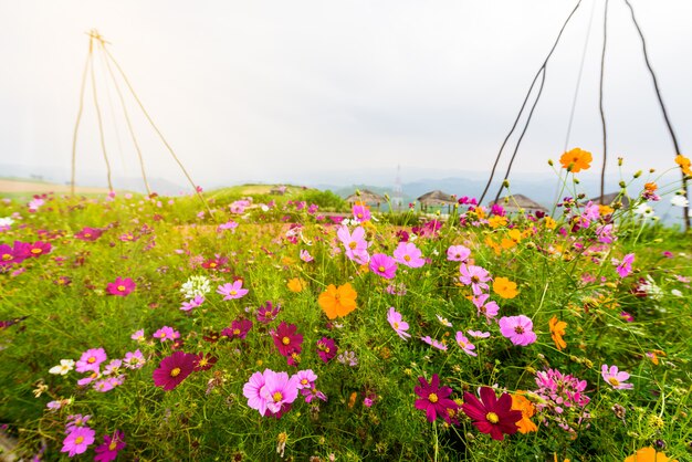 Cosmos flowers blooming in the garden Premium Photo