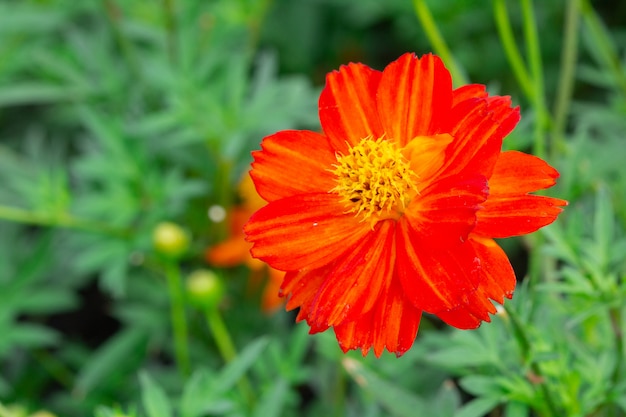 Cosmos flowers in the garden. Premium Photo