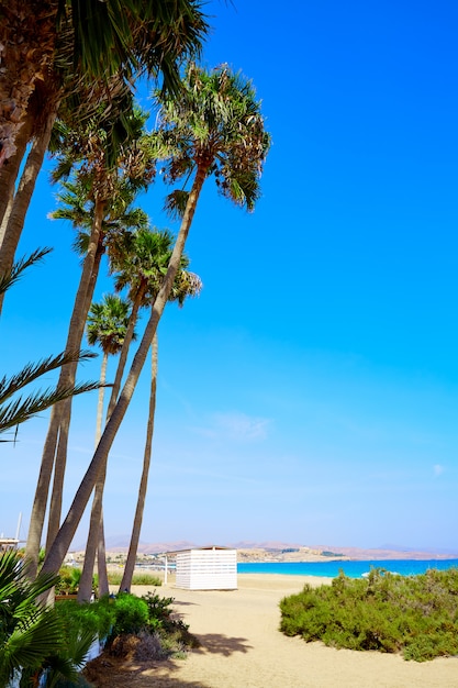 Premium Photo | Costa calma beach of jandia fuerteventura