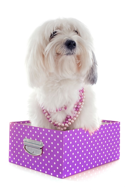 Coton de tulear Premium Photo