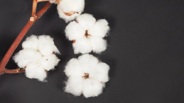 Premium Photo | Cotton flowers on black background.