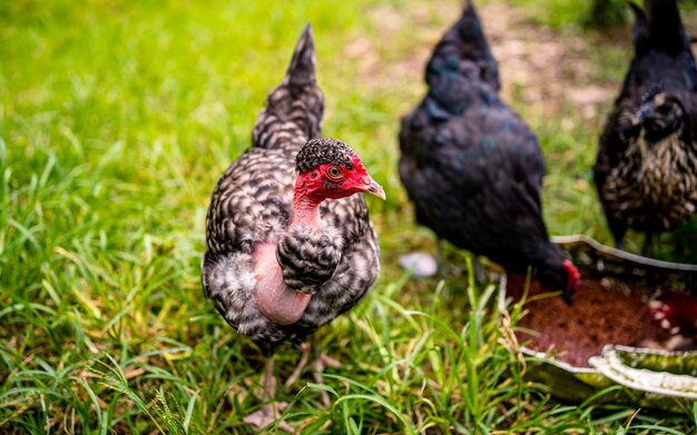 Premium Photo | Countryside local poultry farming at kathmandu nepal