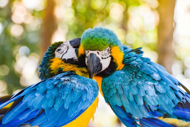 Premium Photo | Couple birds on branch tree in the nature