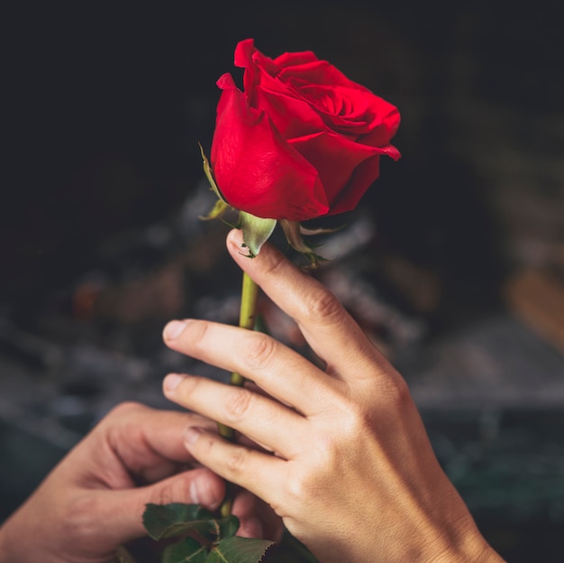couple-holding-red-rose-hands_23-2148019253.jpg