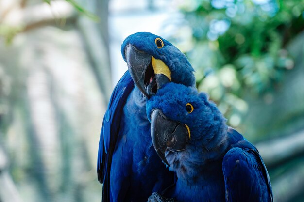 公園の青いヒヤシンスコンゴウインコオウムのカップル プレミアム写真