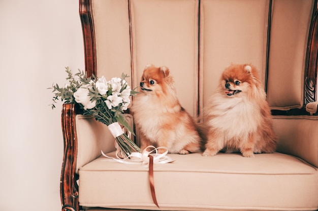 結婚式の玉座に座っているかわいい犬のカップル プレミアム写真