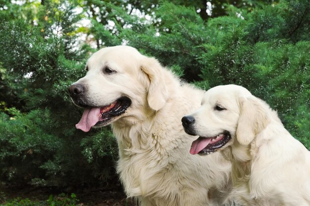 Couple of young golden retriever Photo | Premium Download