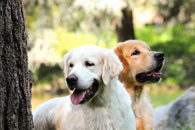 Couple of young golden retriever Photo | Premium Download