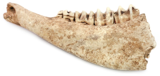 Premium Photo | Cow bone of jaw over white background