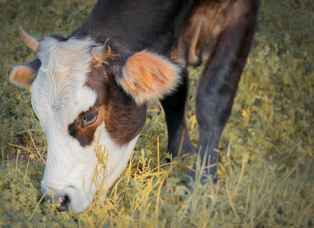 Premium Photo Cow Grazing In The Fields