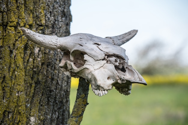 牛の頭の骨格 木にぶら下がっている角のある牛の頭の骨格 プレミアム写真