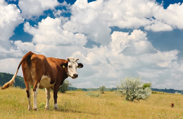 Premium Photo Cow At Meadow