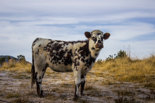 A cow in the sierra nevada del cocuy Premium Photo