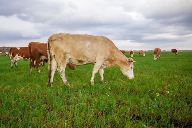 Premium Photo Cows Eating Grass On The Field