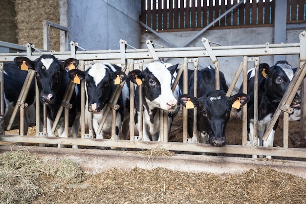 Premium Photo | Cows in the stall