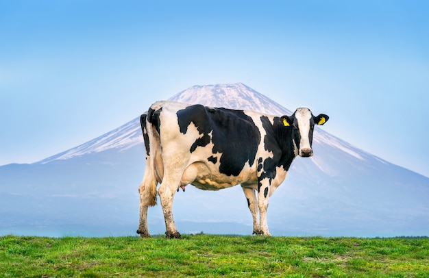 Cows standing on the green field in front of fuji mountain, japan. Free Photo