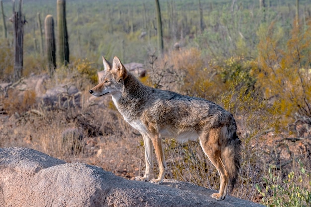 Premium Photo | Coyote alert atop a boulder in the arizona desert