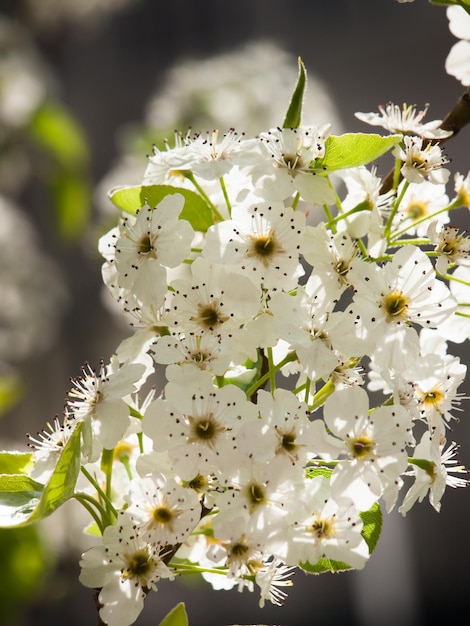 Premium Photo | Crabapple tree in bloom.