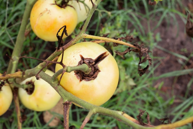 tomato branch broke off with fruit