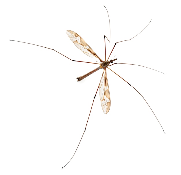 premium-photo-crane-fly-or-daddy-long-legs-tipula-maxima