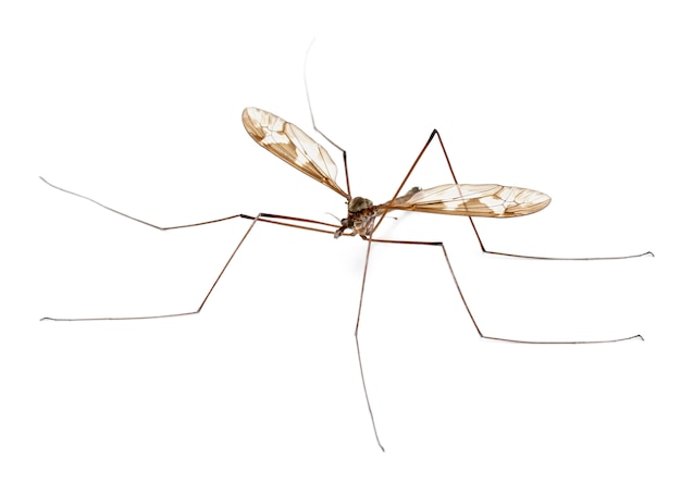 Premium Photo | Crane fly or daddy long-legs - tipula maxima