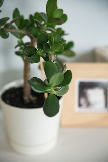 Crassula flower in the nursery with a wooden frame light and eco minimalism concept Premium Photo