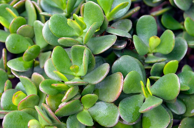 プレミアム写真 クラッスラ属ovata ヒスイ植物 マネー植物 多肉植物をクローズアップ