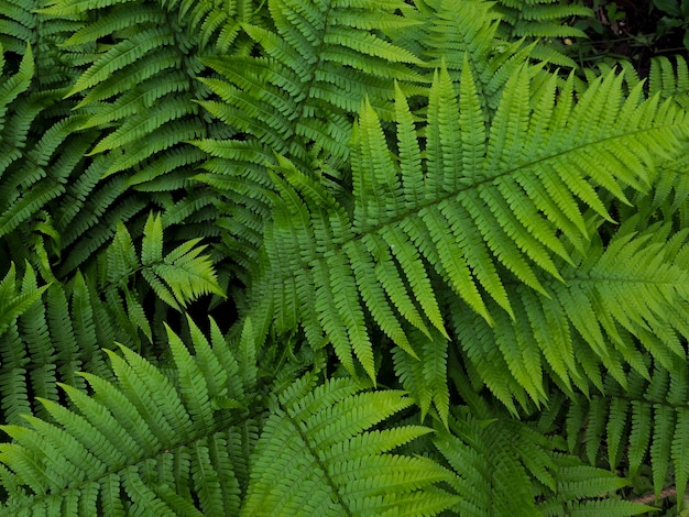 Premium Photo | Creative layout made of green leaves. fern, bracken