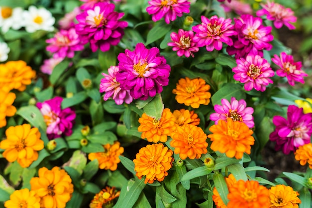 Premium Photo | Creeping zinnia pink or zinnia angustifolia flower in ...