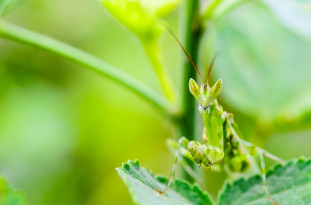 Premium Photo | Creobroter gemmatus, jeweled flower mantis or indian ...