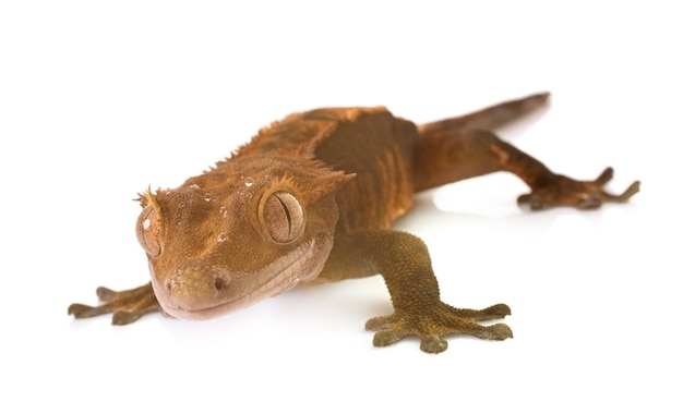 Premium Photo | Crested gecko in studio