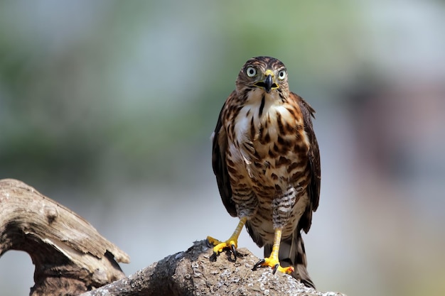 Premium Photo | Crested goshawk in hunt lizard