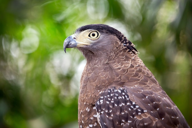 Premium Photo | Crested serpent eagle