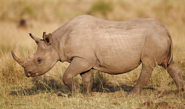 whare west african black rhinoceros does live whare west african black rhinoceros does live