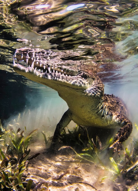 Premium Photo | Crocodile floats underwater. alligator in shallow water ...