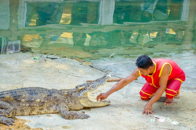 Premium Photo Crocodile Show In Bangkok