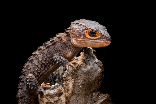 Premium Photo | Crocodile skink on black background