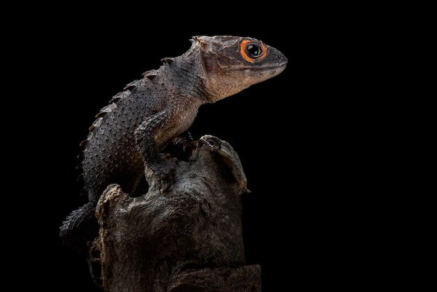 Premium Photo | Crocodile skink on black background