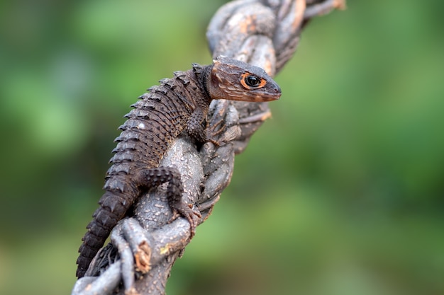 Premium Photo | Crocodile skink lizard on a branch close up